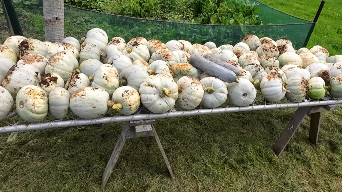 Growing over 96 pumpkins from a three bay compost system