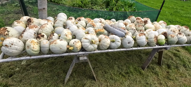 Growing over 96 pumpkins from a three bay compost system