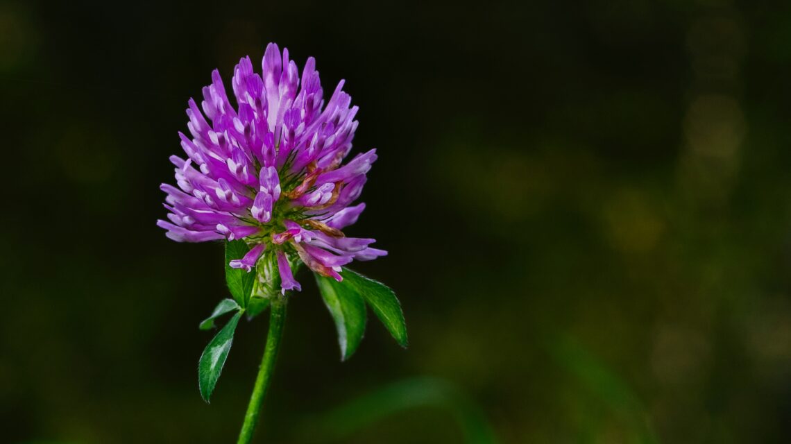 Red Clover for foraging