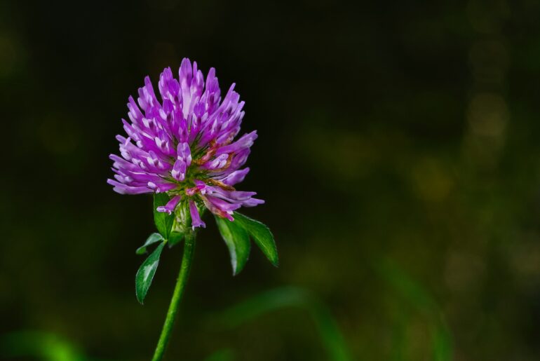 Red Clover for foraging